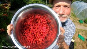 Japanische Weinbeeren ernten