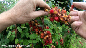 Japanische Weinbeeren im Garten