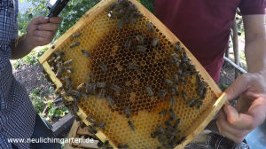 Dunkle Bienen halten