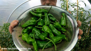 Paprika richtig anbauen