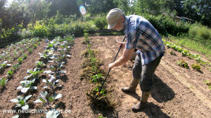 Paprika selbst anbauen