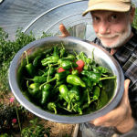 Pimientos de Padron Beitragsbild
