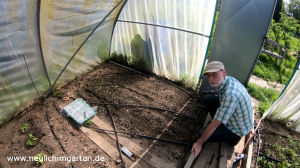 Silberzwiebeln selbst anbauen