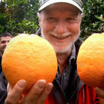 Orangen anbauen Beitragsbild
