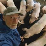 Bocholter Landschwein Beitragsbild