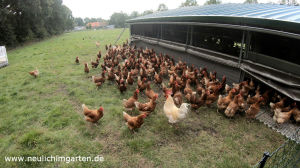 Demeterhuehner im Mobilstall