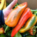 Paprika nachreifen Beitragsbild