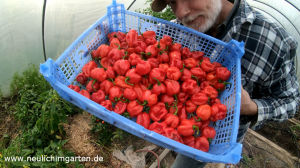 Chili richtig anbauen