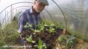 Sonnenblumen selbst anbauen