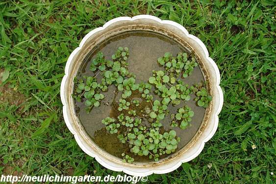 Viel tut sich nicht im Topf mit Brunnenkresse. – Selbstversorgung aus ...