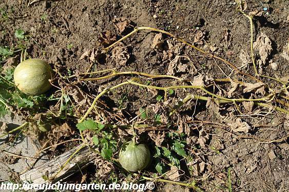 Das ist der Rest unserer Honigmelone im Freiland aus
