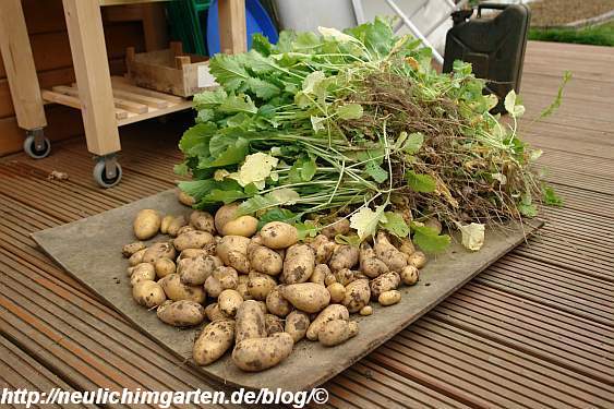 Kartoffeln, Sorte Cilena – Selbstversorgung aus dem eignen Garten