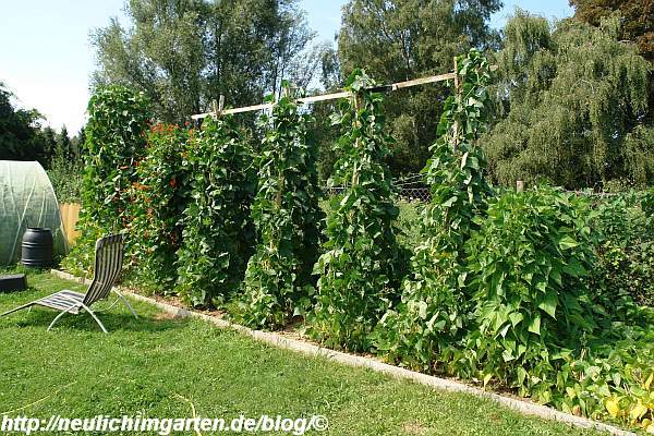 Stangenbohnen und unsere verschiedenen Gerueste. – Selbstversorgung aus dem eignen Garten