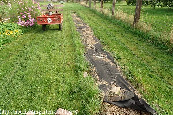 Welches ist die beste Methode, aus einer Wiese oder einer Rasenflaeche