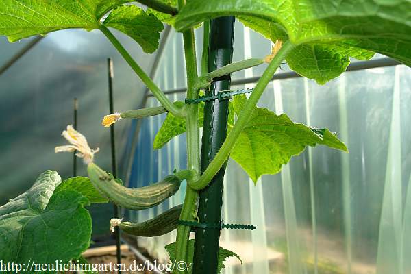 Schlangengurken im Hobbygarten, oder welches ist die richtige Methode