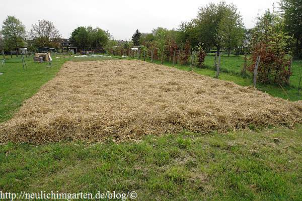 Wie mache ich aus einer Wiese einen Garten, oder Kartoffeln unter Stroh