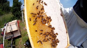 Honigernte ohne Bienenflucht
