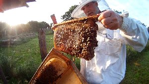 Beitragsbild Honigernte Bienenkiste2014
