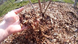 Gärtnern mit Holzhackschnitzeln Beitragsbild