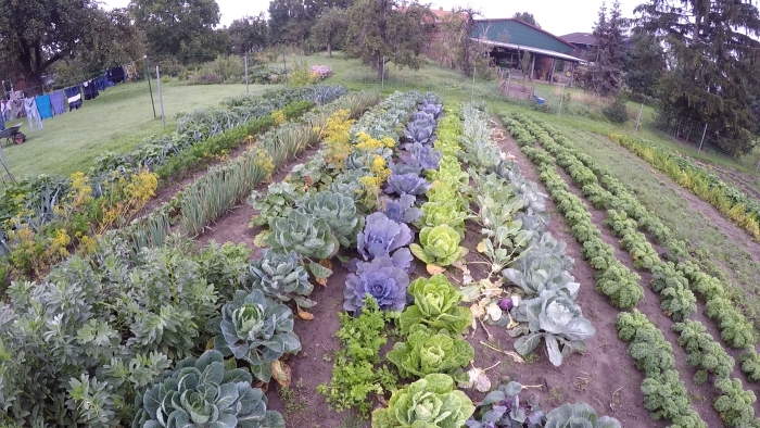 Gemüse im Selbstversorgergarten