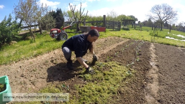 Komposttee im Garten testen, oder vom Unterschied zwischen Theorie und