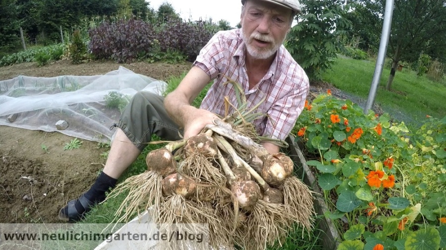 Knoblauch erfolgreich anbauen, oder warum mir so einiges Sche… egal ist ...