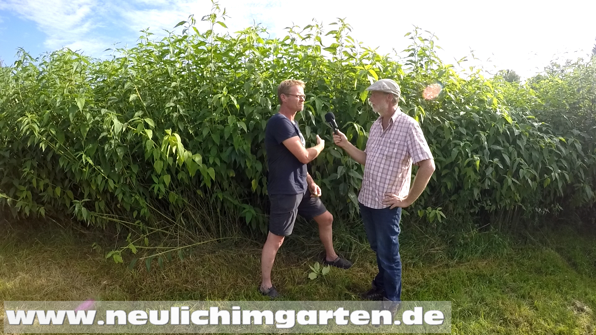 Topinambur richtig anbauen. Tipps vom Profi. (Video) – Selbstversorgung ...