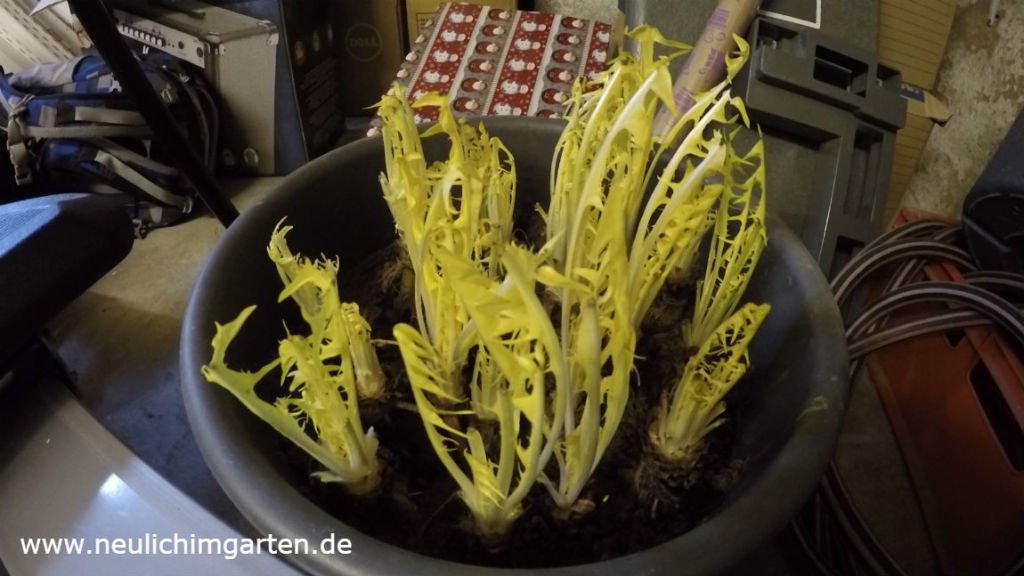 Wildkraeutersalat im Winter
