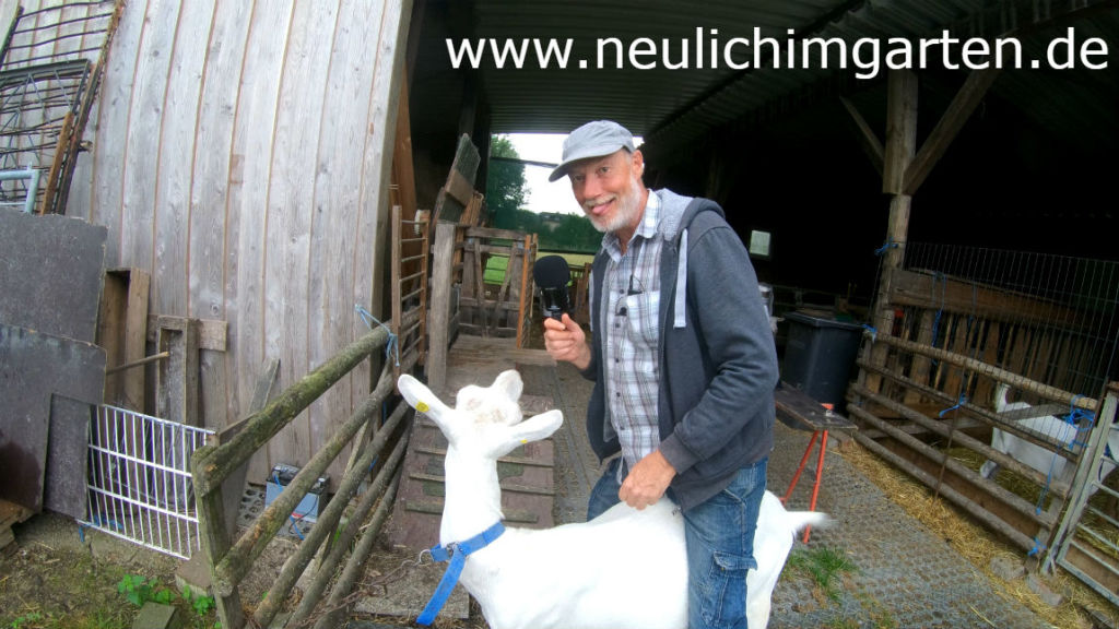 Selbst Ziegen halten, oder wissen Sie, was ein Heckenschuetze ist