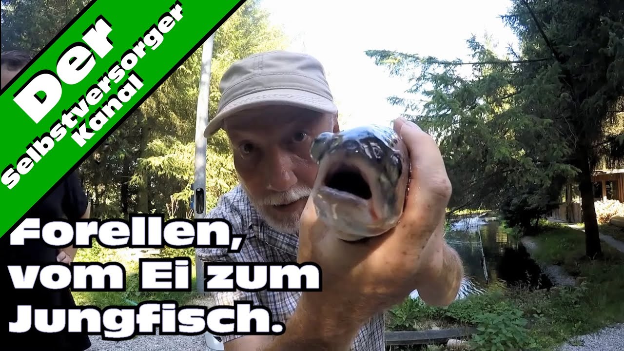 Warum Kann Ich Keine Videos Anschauen Im Internet