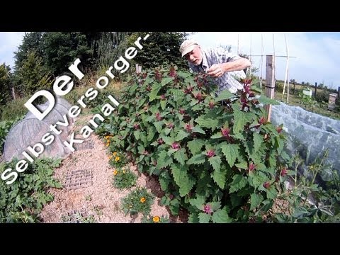 Gartenrundgang Anfang Juli, oder 22 Minuten volle “Gemuesegartenpower